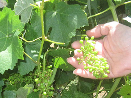 Young grapes at Green Family Wine’s vineyard