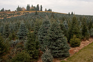 Best Christmas Tree Cutting Experiences Near Sacramento Cbs Sacramento