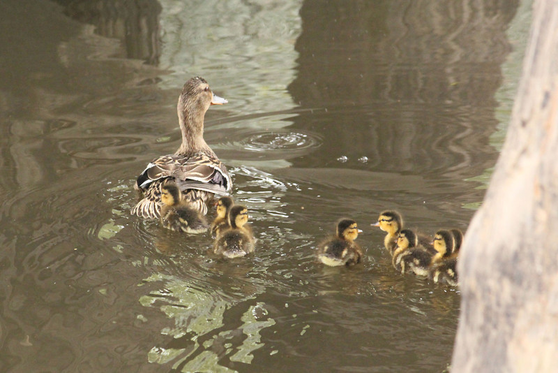 The Mallard and her ducklings being released after rescue from shopping center. (Credit: International Bird Rescue/Cheryl Reynolds) 