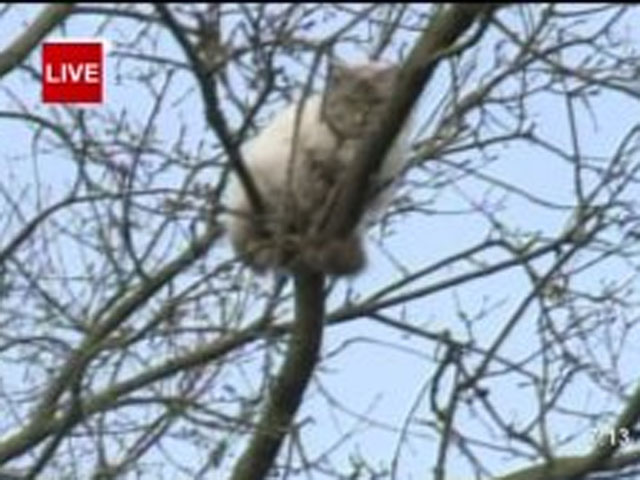 Cat Rescued In HighFlying Style After Being Stuck In Tree For 8 Days