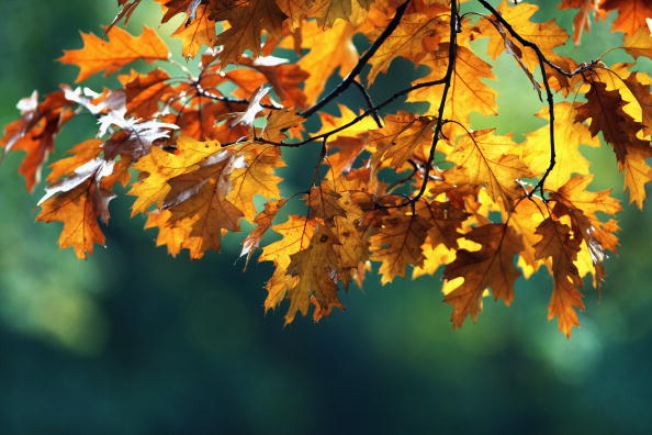 Fall is ridiculously awesome (credit: Dan Kitwood/Getty Images)