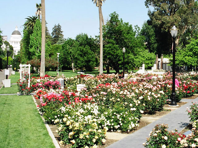 Mckinley Park And Rose Garden Cbs Sacramento