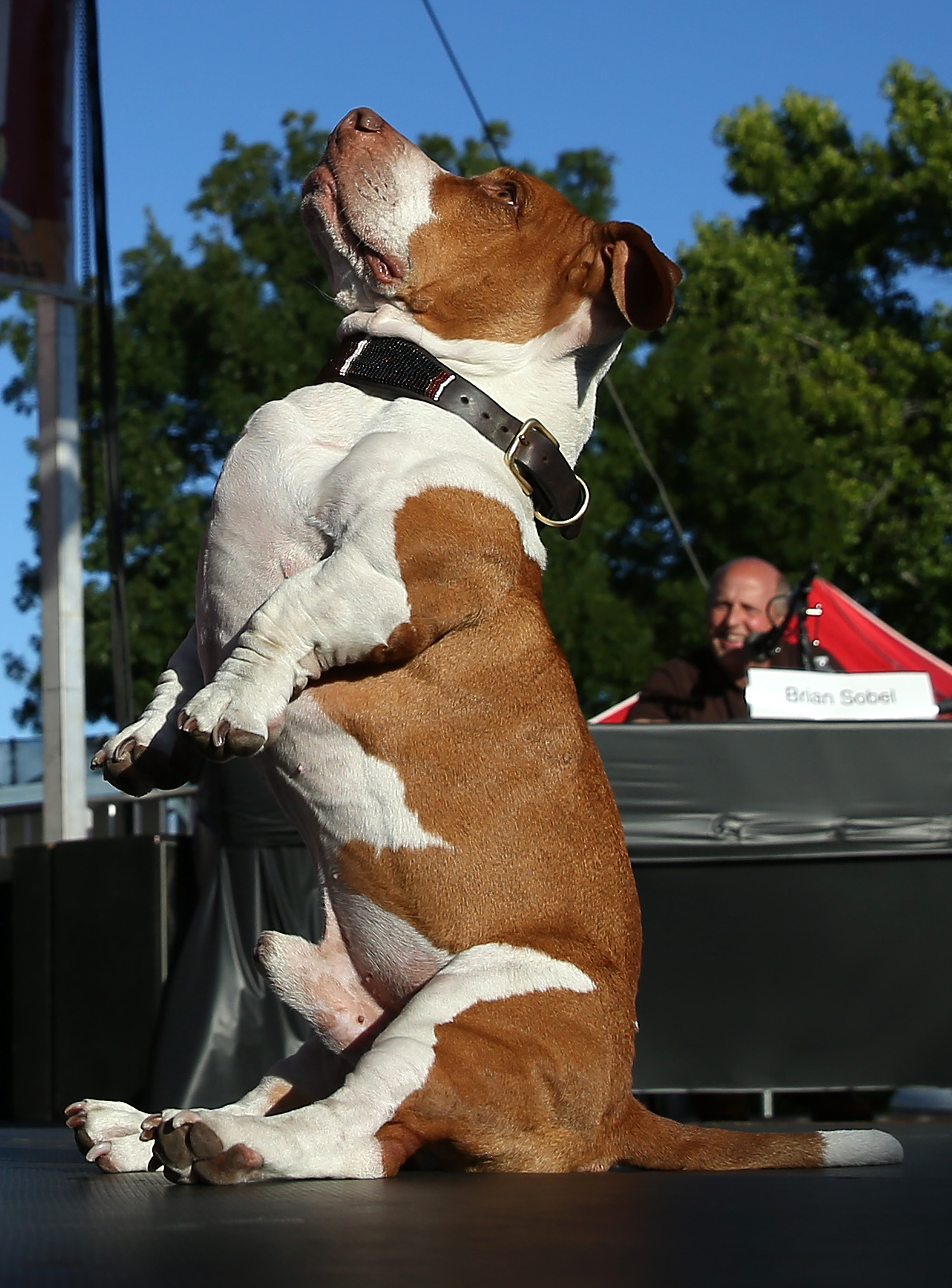 Chico BeagleBoxerBasset Hound Named World’s Ugliest Dog
