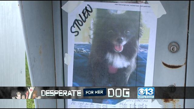 Elk Grove Woman Shocked To Find Missing Dog For Sale On ...