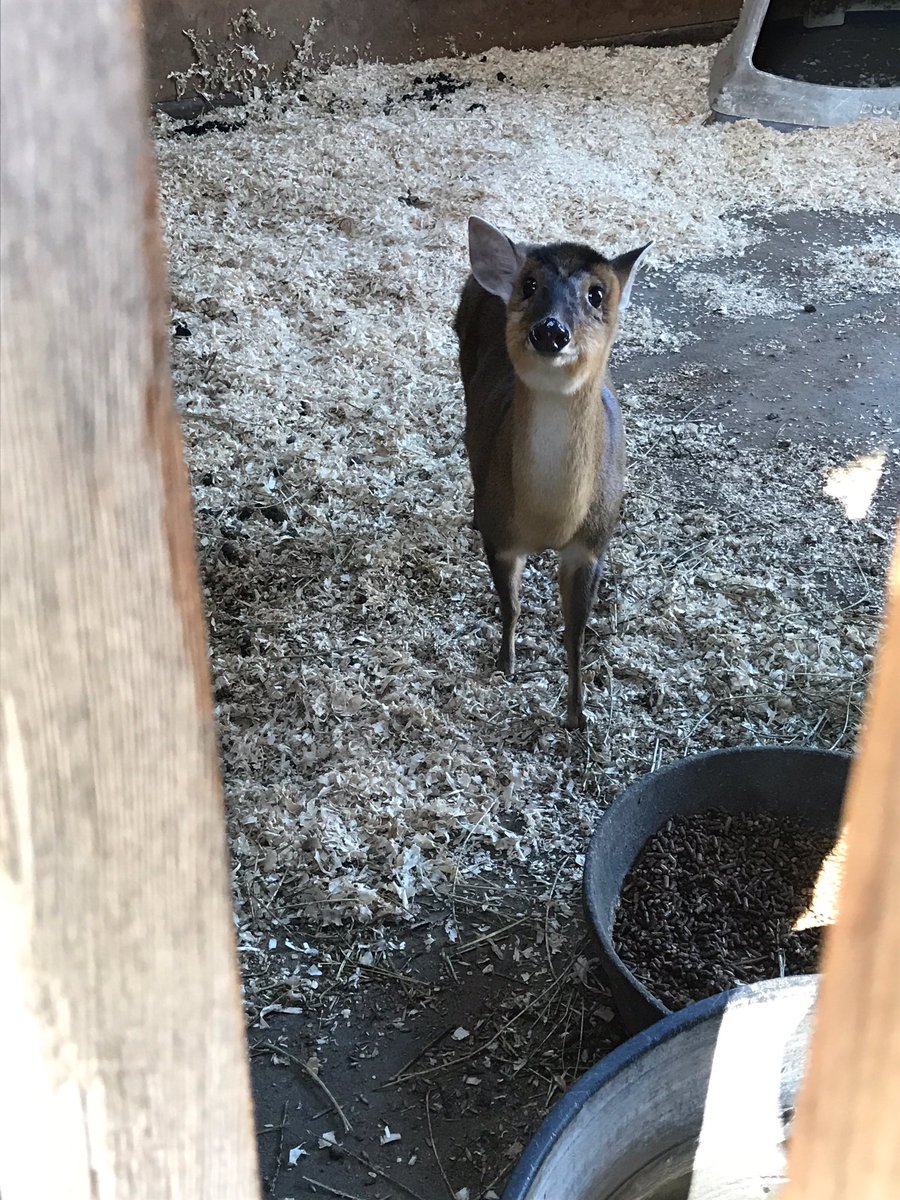 A mini deer also rescued by officers. (Credit: CHP North Sacramento)