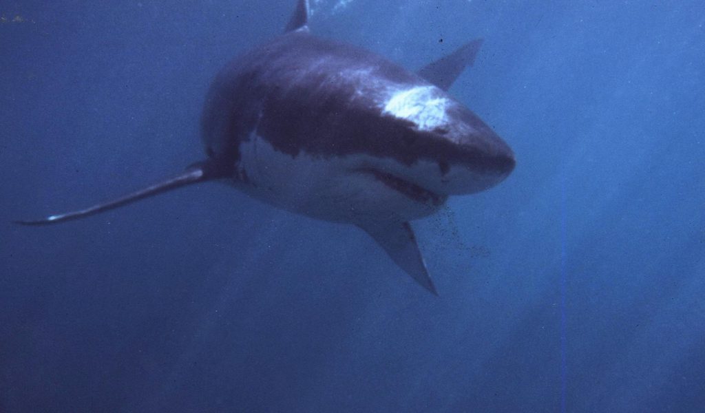 Shark That Killed Man In California Was Likely Great White