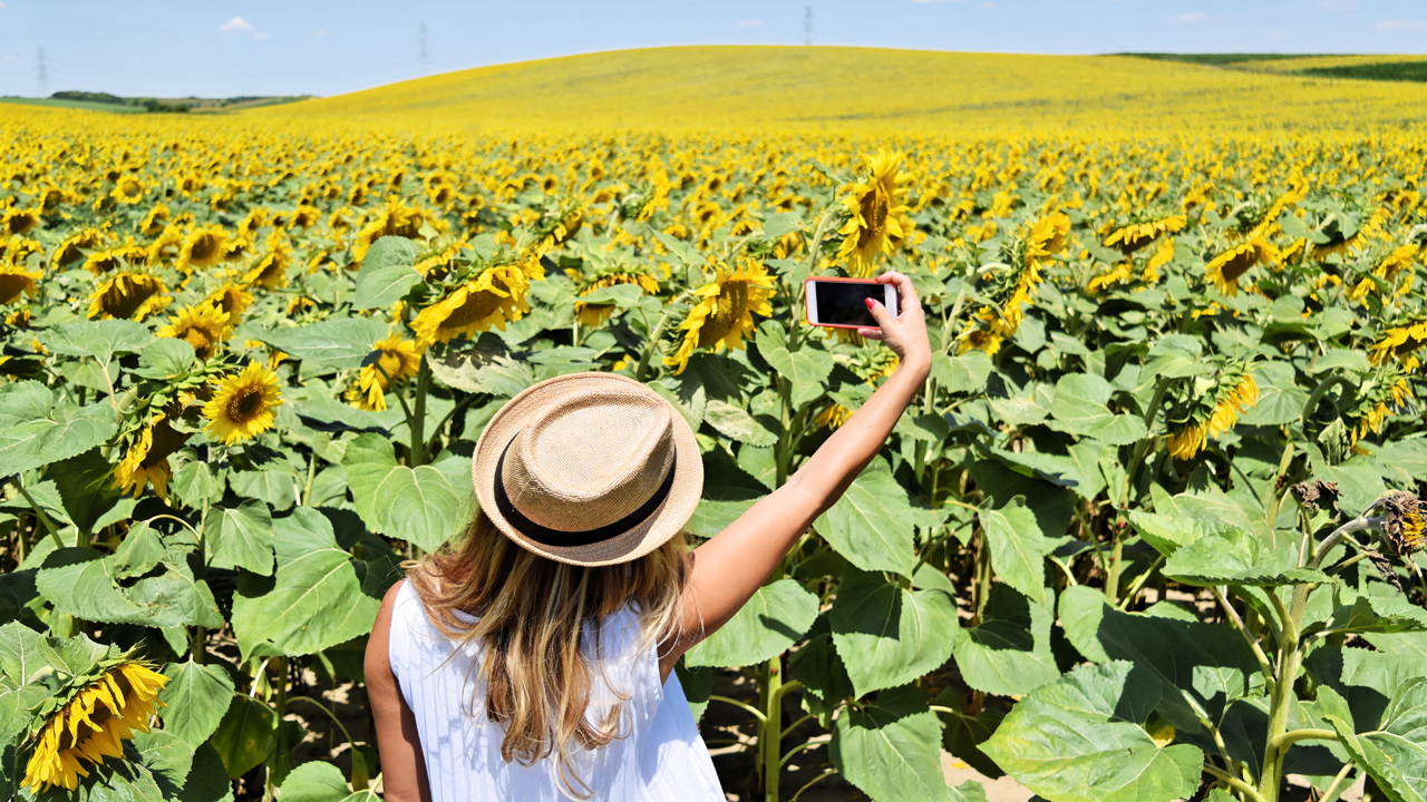 Sunflower Selfie Seekers Are Causing Problems For Solano County