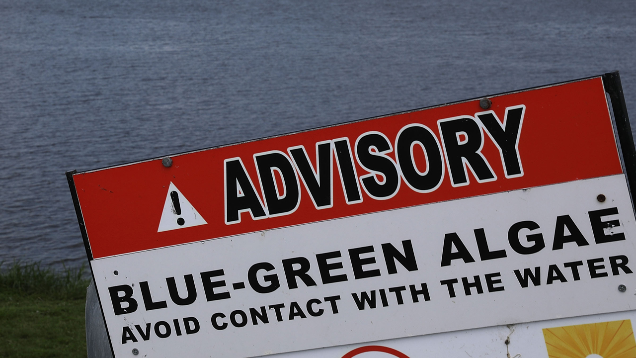 Water Officials Issue Toxic Algae Warnings For Several Lakes Ahead Of Labor Day - CBS Sacramento
