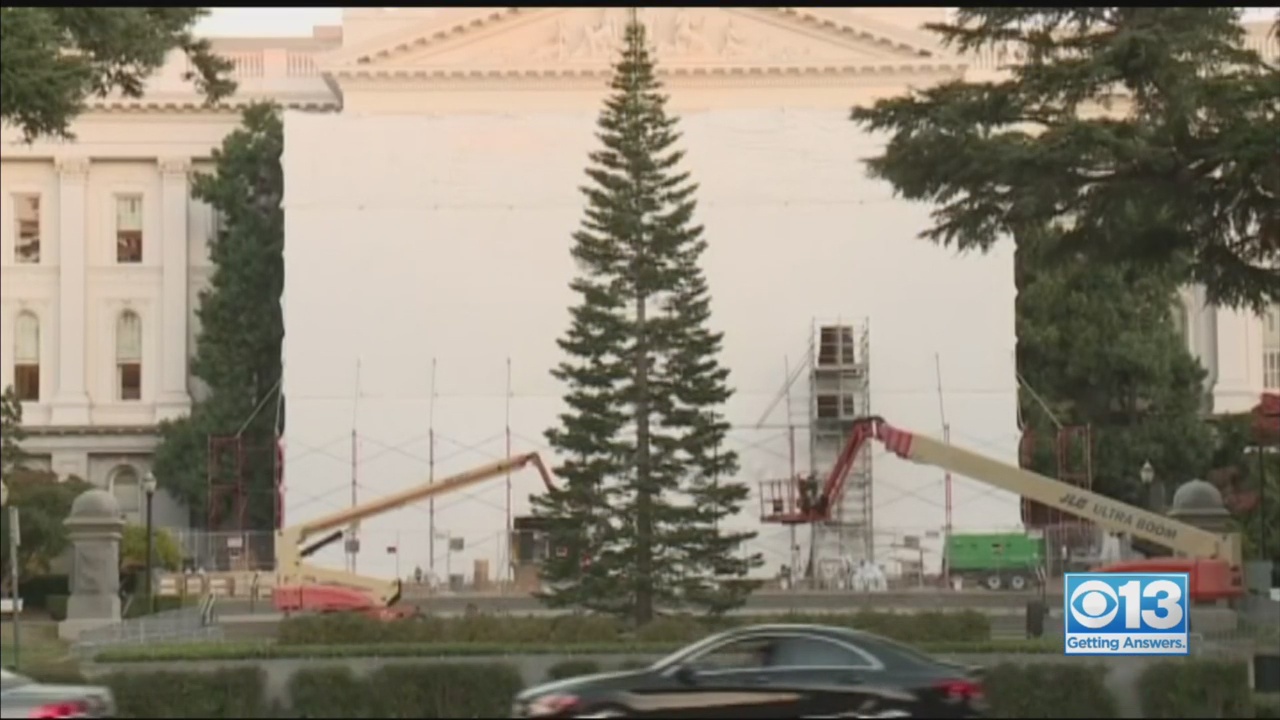 California’s Official Christmas Tree Under Scrutiny