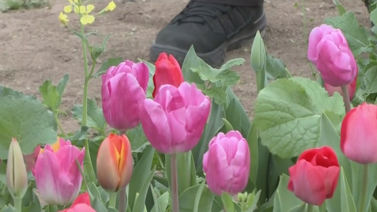 It S Tulip Season At Modesto S Dutch Hollow Farms Cbs Sacramento