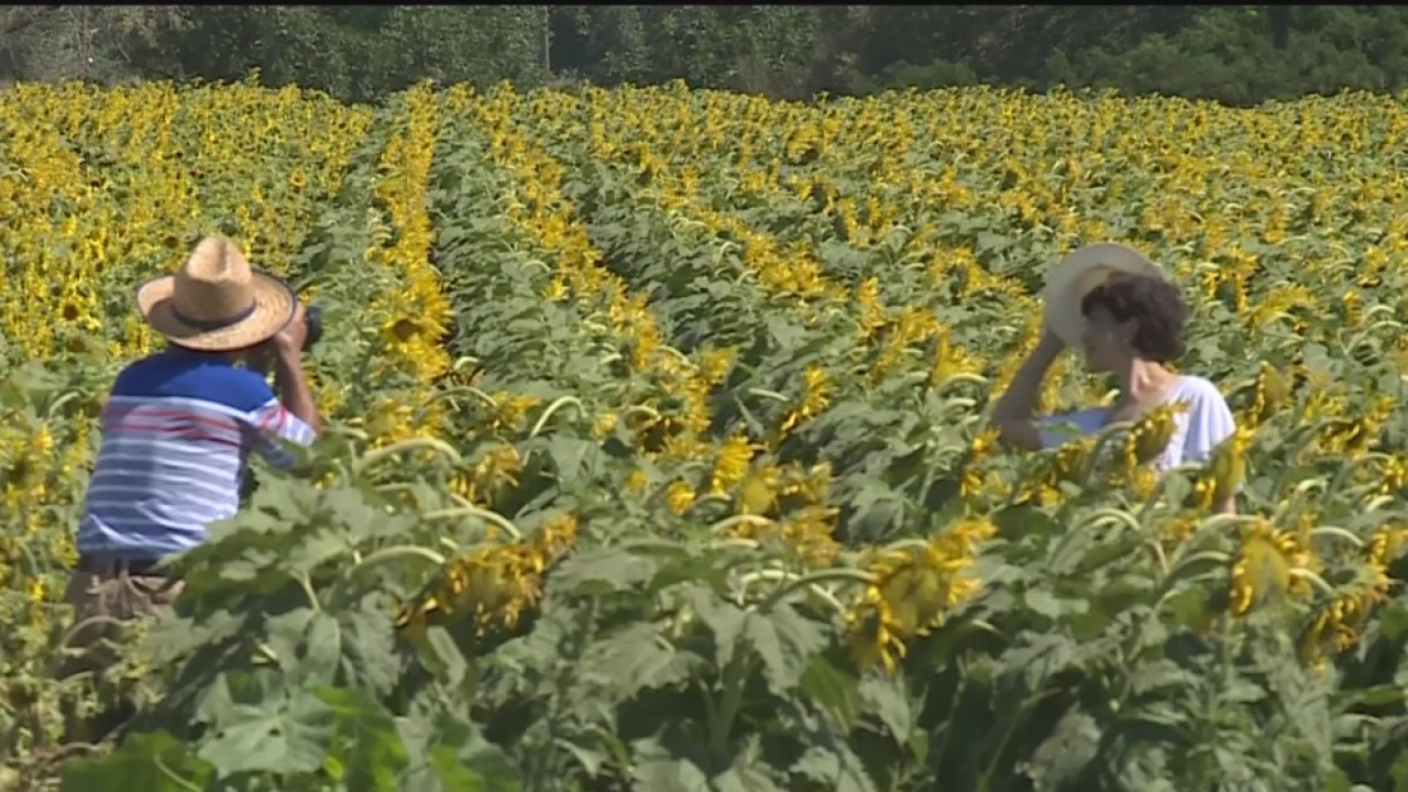 Farmers Fed Up With People Trespassing For Sunflower Selfies Cbs