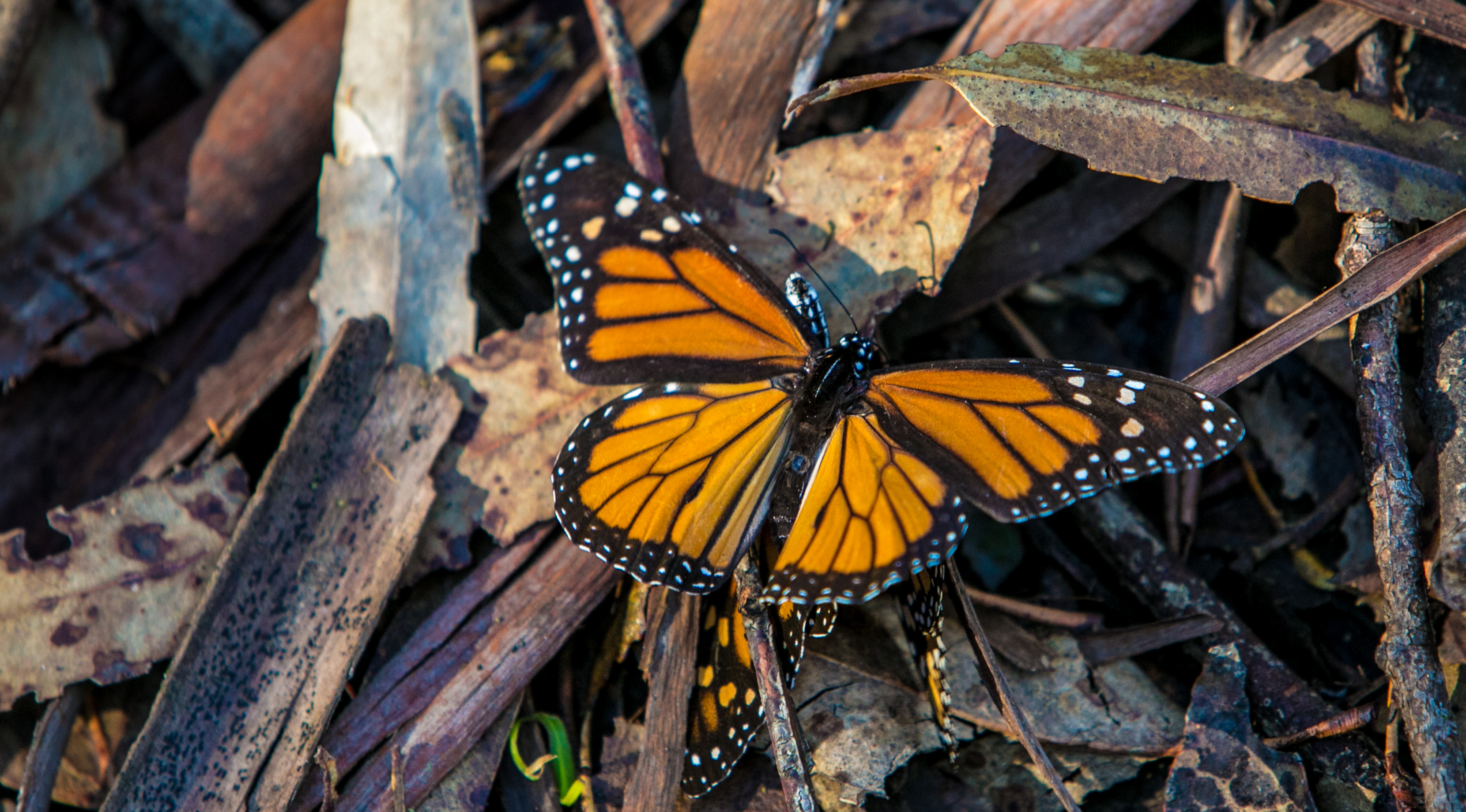 Milkweed Planted Along Sacramento, Other Rivers To Help Monarch Butterflies - CBS Sacramento