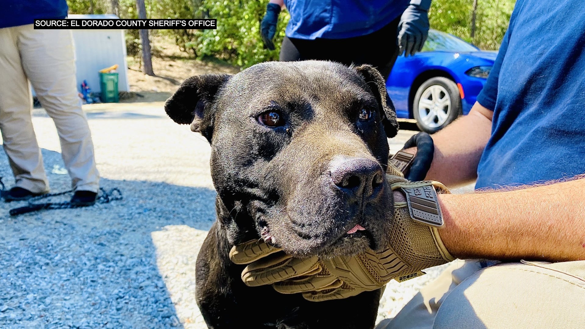 Man Arrested In Placerville Dog Fighting Bust Identified – CBS Sacramento
