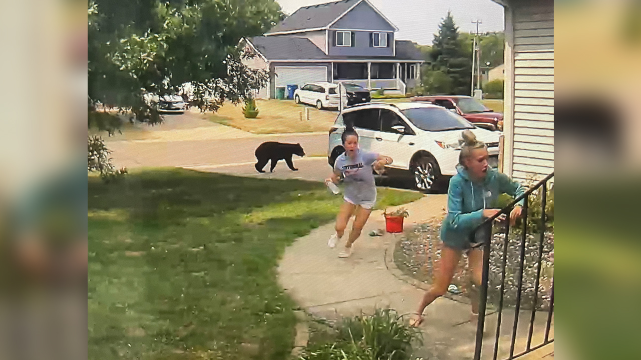 Viral Video: Teens Flee As Young Black Bear Strolls Through Twin Cities Neighborhood