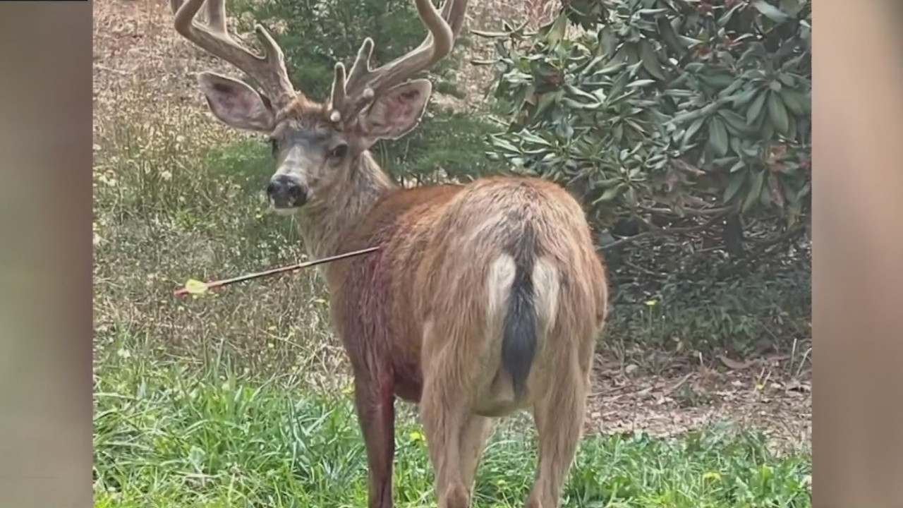 Deer Pierced By Arrow In Nevada City