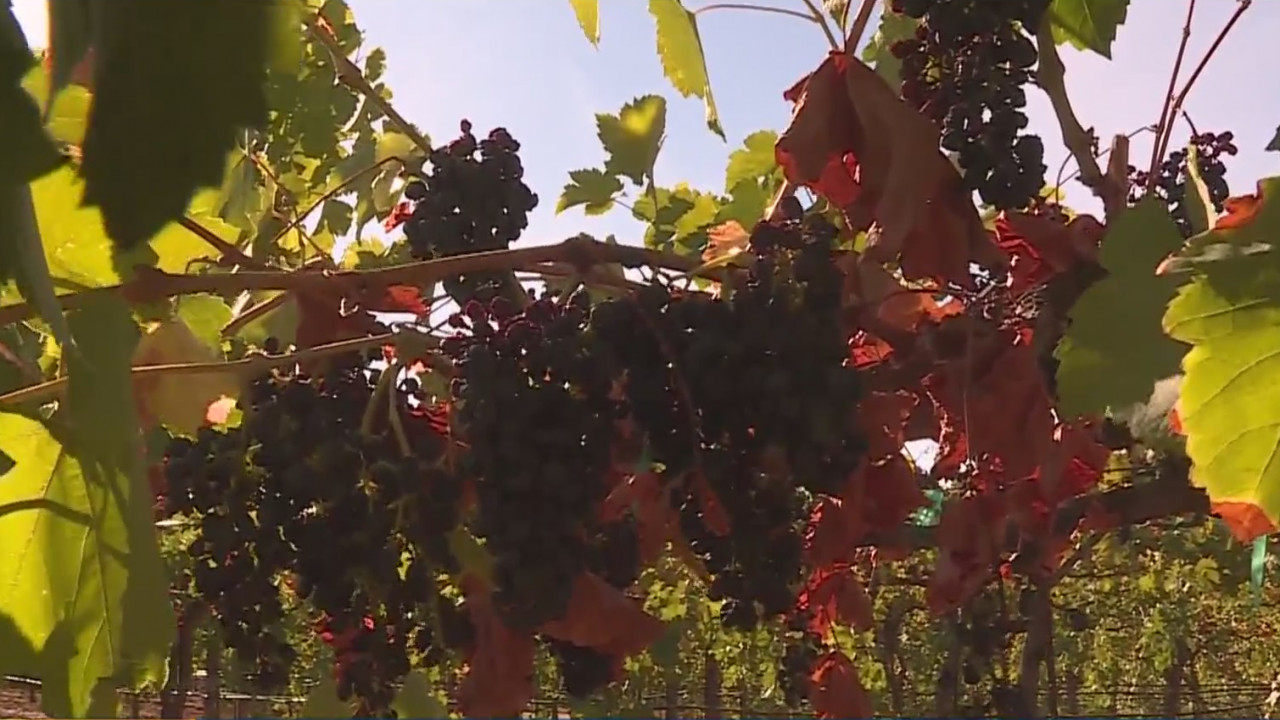 ‘Will Be Harder To Make Money’: Caldor Fire Impacts This Year’s Grape Harvest