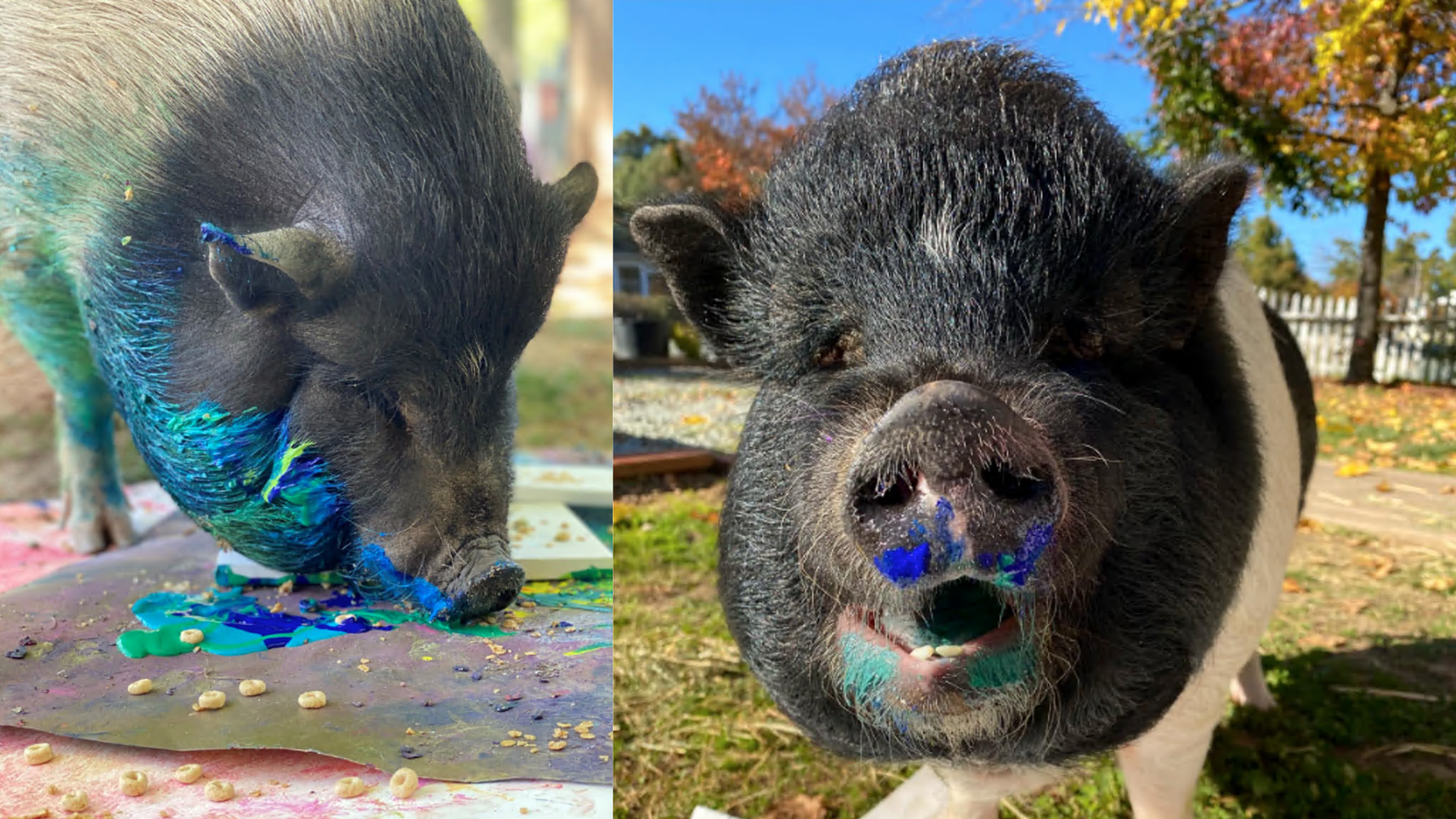 Pigcasso: Pot-Bellied Pig Produces Award-Winning Art In Mokelumne Hill -  CBS Sacramento